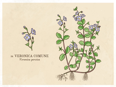 Veronica comune