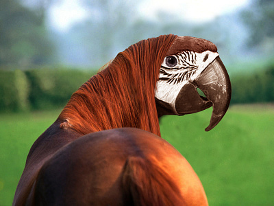 PARROT HORSE