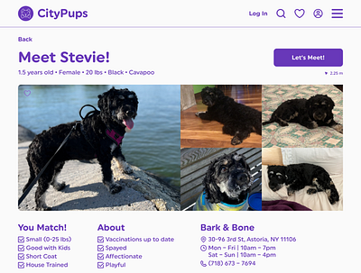 CityPups Meet Stevie design graphic design ui ux