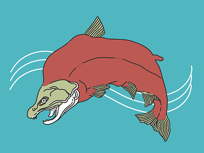 Spawning Salmon digital hand drawn illustration salmon wildlife