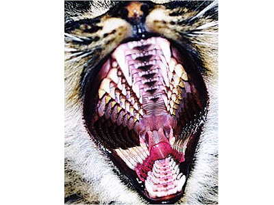 Roar cat fangs kitty meow optical illusion roar teeth trippy