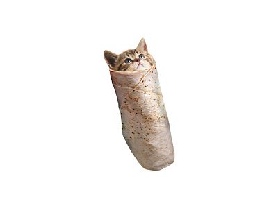 Purrrrito burrito cat funny kitty lol