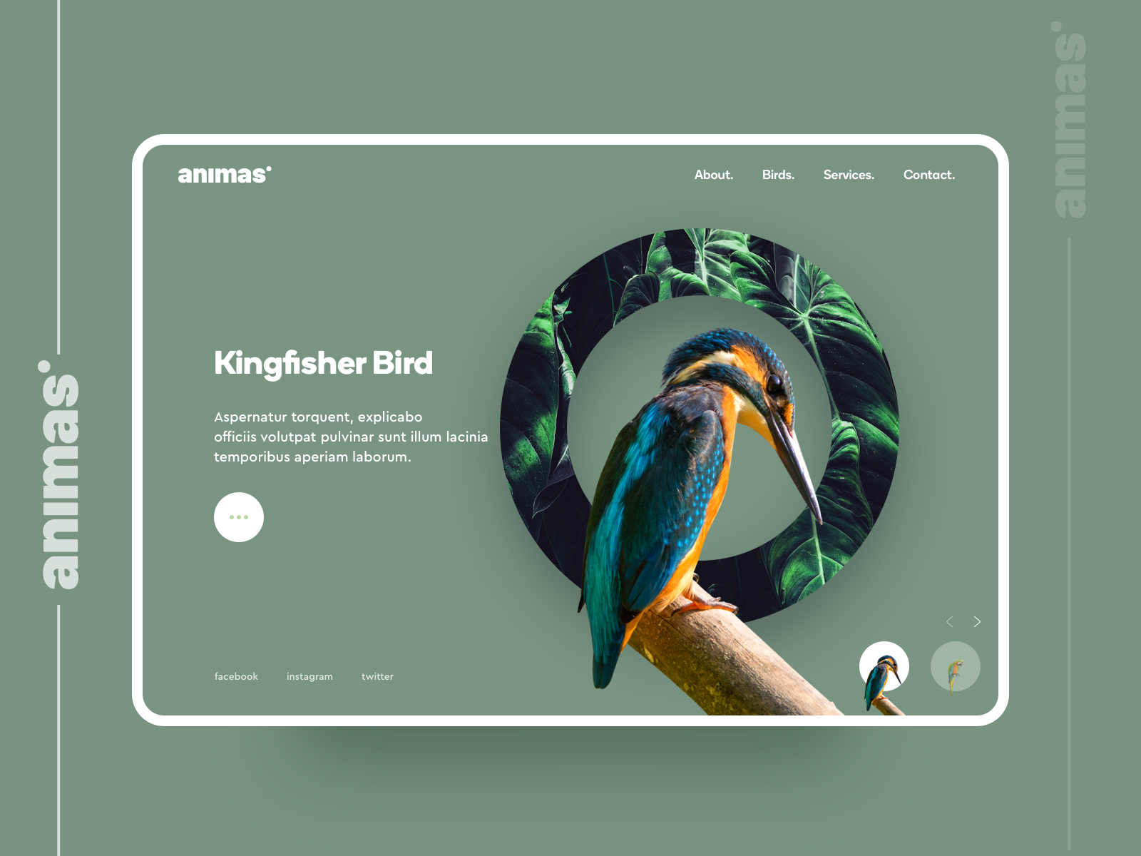 Animas. main screen concept by Denis Bujupaj on Dribbble