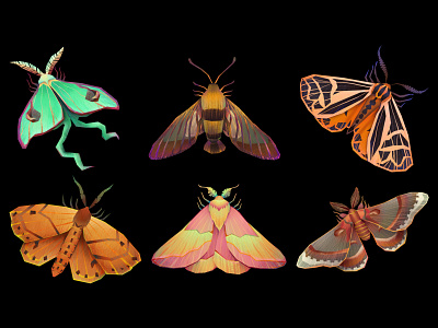Moth-o-Rama design illustration insect moth wildlife