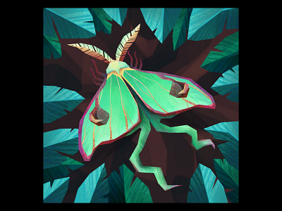 Luna Moth illustration insect moth wildlife