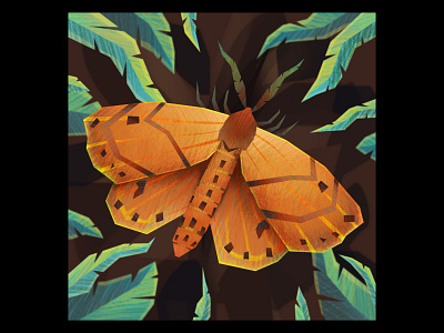 Isabella Moth illustration insect moth wildlife
