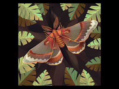 Cecropia Moth illustration insect moth wildlife