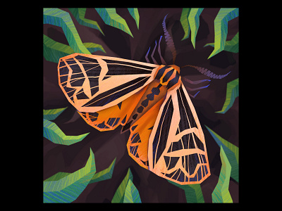 Parthenice Tiger Moth illustration insect moth wildlife