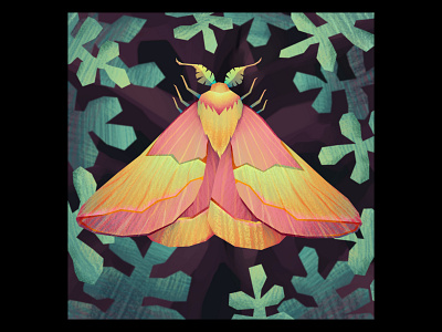 Rosy Maple Moth