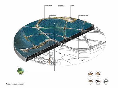 Axon - Eelgrass Habitat axon design ecosystem habitat illustration landscape architecture rendering restoration