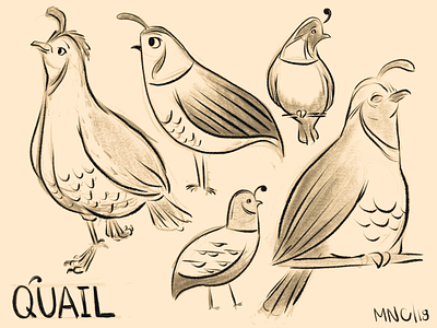 Quail character design illustration procreate quail women in illustration