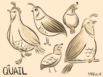 Quail