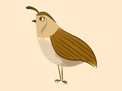 Quail character design illustration mid century procreate quail retro