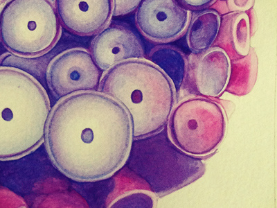 Pulpo1
