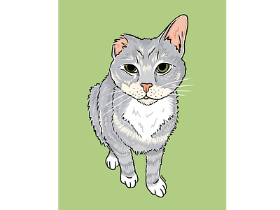 Winnie cat cat drawing cat illustration design graphic illustration kitty portrait procreate