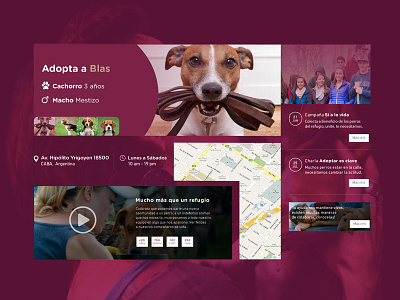 Campito Refugio l UI Elements campito dogs ngo ong redesign ui ux