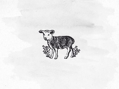 Sheep & Meadow animal design artistic botanical design brand visual branding design graphic design illustration logo nature organic sheep sheep wool