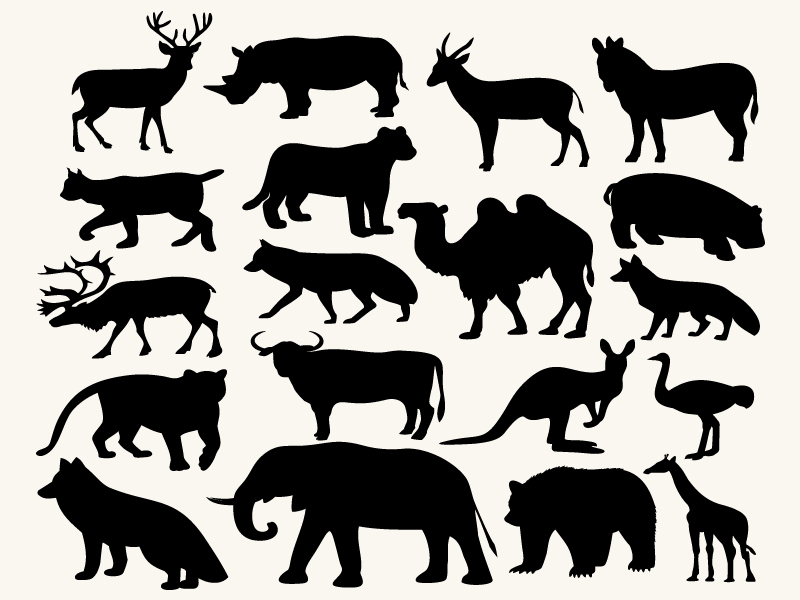 Animals Vector Illustration By Elizabeth On Dribbble