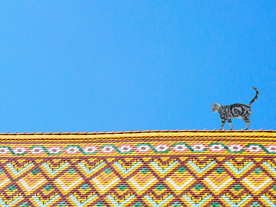 gato en el tejado marrakech photoshop turquia