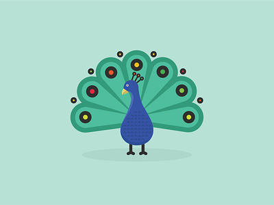 peacock illustration branding color delhi design design agency dribbble flat icon illustration vector web
