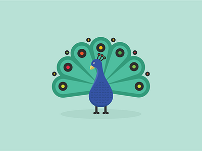 peacock illustration