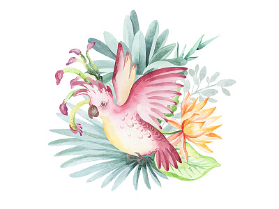 Watercolor illustration budgie Cockatoo. branding design drawing illustration акварель животные птицы тропики