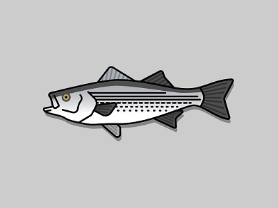 Striped Bass fish fishing flat illustration