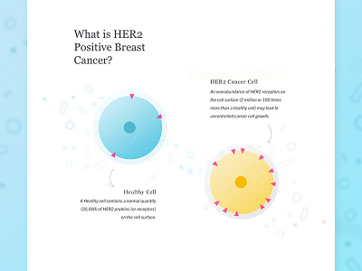 HER2 Breast Cancer cancer cells flat interface science shadow type typography ux web design website white space