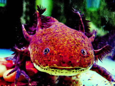 Fire Axolotl