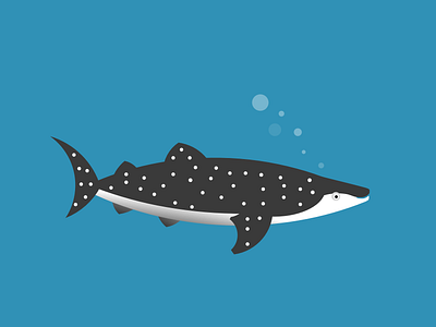 Whaleshark animals illustration nature ocean shark whaleshark