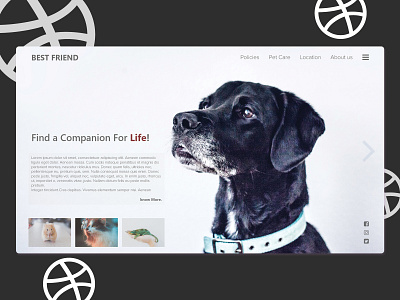 Best Friend design illustration inspiration pet pet care ui uiux uiux design ux web webdesing