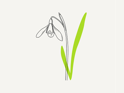 Snowdrop blackandwhite blossom botanical botanical art botanical illustration design drawing floral florals flower flower illustration illustration illustrator lineart snowdrop spring vector vector illustration