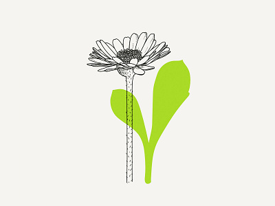 Daisy blackandwhite blossom botanical botanical art botanical illustration daisy design drawing floral floral design flower illustration vector vector art