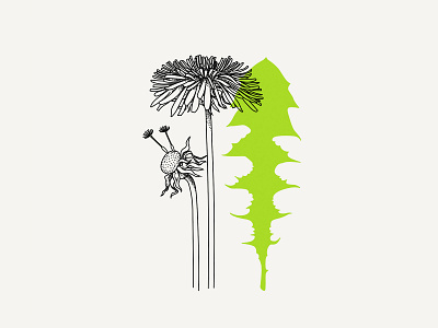 Dandelion blackandwhite blossom botanical botanical art botanical illustration dandelion design drawing floral flower flower illustration flowers illustration vector