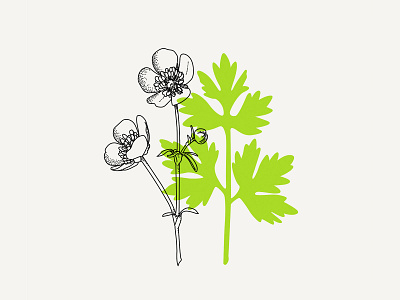 Buttercups blackandwhite blossom botanical botanical art botanical illustration buttercup design drawing floral flower flower illustration illustration vector