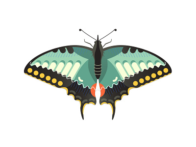 Old World Swallowtail Butterfly butterfly colorful design flat illustrator nature nature illustration pattern swallowtail vector