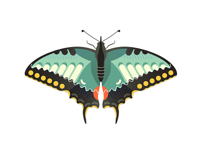 Old World Swallowtail Butterfly