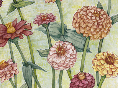 Zinnias design floral illustration painting traditional media watercolor