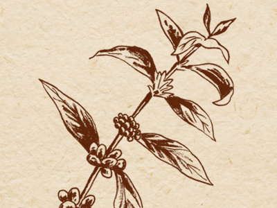 Coffee Plant coffee drawing illustration ink plant