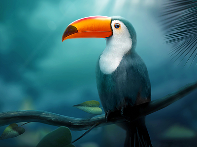 Toucan artua bird illustration toucan