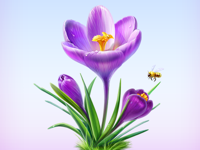 Spring artua cisco flower icon illustration purple