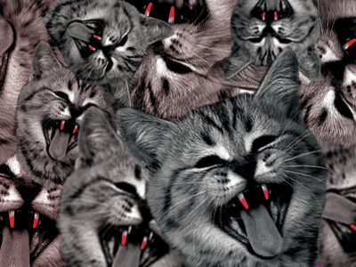 Crown Social Twitter Header cats crownsocial pattern twitter
