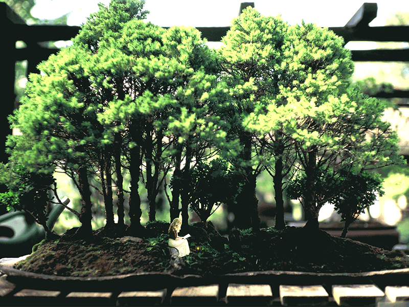 Reading by the Bonsai Tree adobe photoshop cc animation bonsai fireflies miniatures photo manipulation stop motion