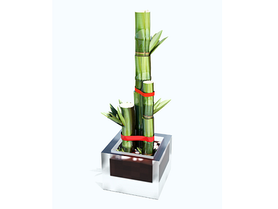 3D Lucky Bamboo 3d bamboo blender render