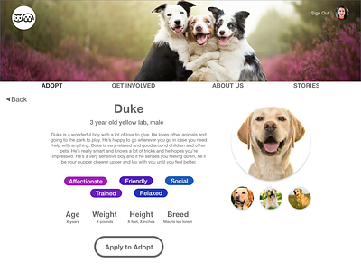 Pet Shelter Mockup (concept) adobe xd design ui ux web design