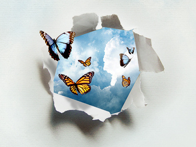 Butterflies Photo Manipulation