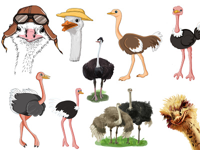 Watercolor Ostrich clipart vector graphic design ostrich watercolor wildlife
