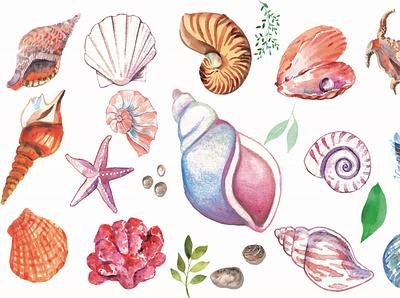Seashell Clipart vector summer