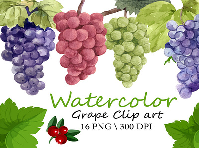 Watercolor Grape Clipart berry blue grapes bunch of grapes grape grape border grapes green grapes illustration pink grape red grape vector vine watercolor watercolor clipart