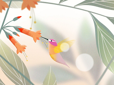 Hummingbird 2d animation bird design hummingbird illustration studio thelittlelabs